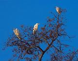 Three Egrets In A Tree_26248